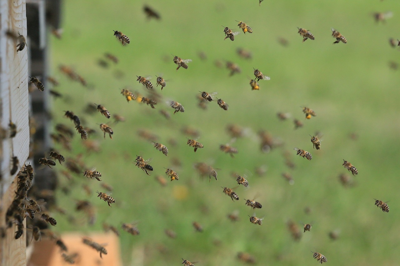 Why Saving Wild Bees is Crucial for Our Environment